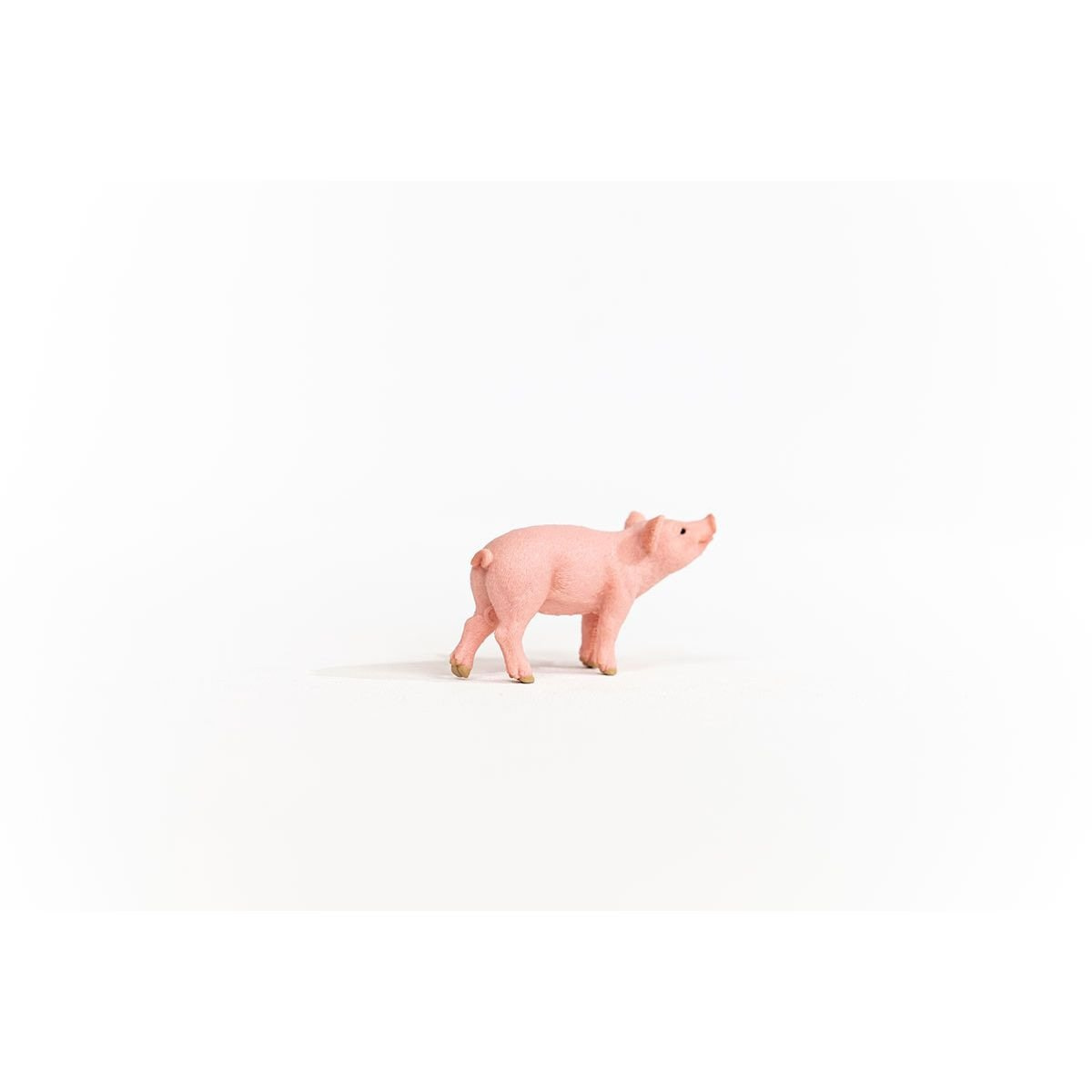 13934_piglet_03.jpg