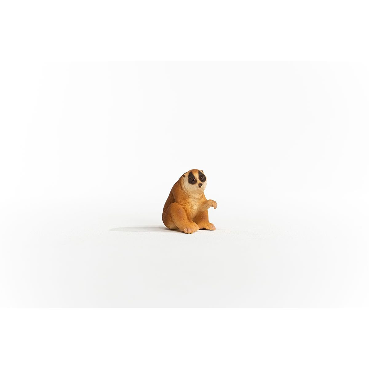 14852_slow_loris_01.jpg