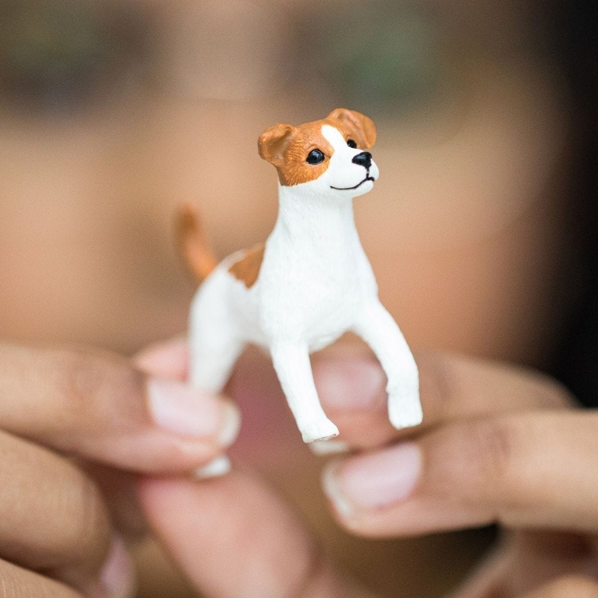 3281_SCH_JACK_RUSSELL_TERRIER__MDSC13916_ALT2.jpg